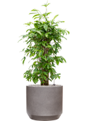 Pot rotunda darcy grise