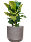 Pot rotunda darcy grise