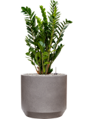 Pot rotunda darcy grise