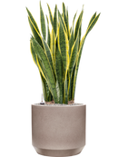 Pot rotunda darcy grise