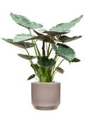 Pot rotunda darcy grise