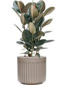 Pot doric cylinder grise