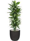 Pot urban smooth couple noire