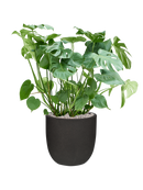 Pot urban smooth couple noire