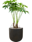 Pot static couple noire