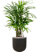 Pot static couple noire