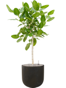 Pot static couple noire