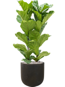 Pot static couple noire