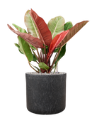 Pot raindrop cylinder anthracite