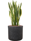 Pot raindrop cylinder anthracite