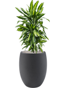 Pot grigio emperor anthracite