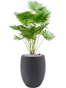 Pot grigio emperor anthracite