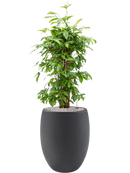 Pot grigio emperor anthracite