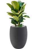 Pot grigio emperor anthracite