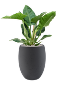 Pot grigio emperor anthracite