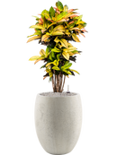 Pot grigio emperor beige