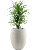 Pot grigio emperor beige