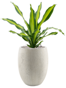 Pot grigio emperor beige