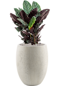 Pot grigio emperor beige