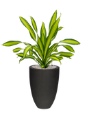 Pot urban smooth partner noire