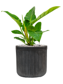 Pot vertical rib cylinder anthracite