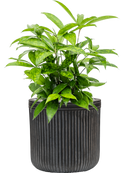 Pot vertical rib cylinder anthracite