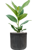 Pot vertical rib cylinder anthracite