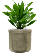 Pot vertical rib cylinder verte