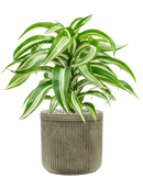 Pot vertical rib cylinder verte