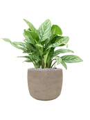 Pot rough couple grise
