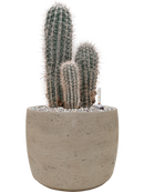 Pot rough couple grise