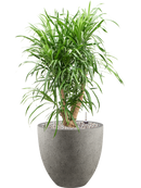 Pot grigio couple grise