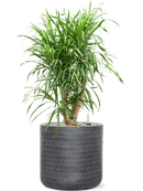 Pot angle cylinder anthracite