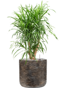 Pot luxe lite cylinder bronze