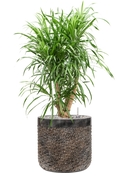 Pot luxe lite cylinder bronze