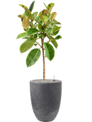 Pot waste rib partner grise