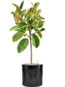 Pot cylinder cylinder noire