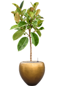 Pot metallic couple d'or