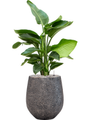 Pot opus emperor argent