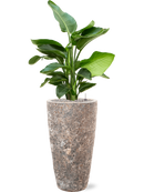 Pot lava partner marron