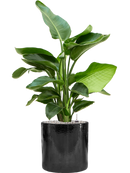 Pot cylinder cylinder noire