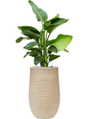 Pot dune partner beige