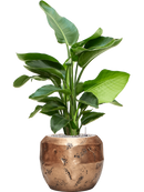 Pot opus couple d'or