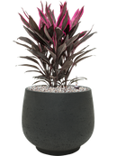 Pot rough couple noire