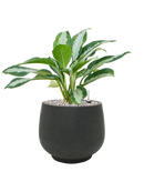 Pot rough couple noire