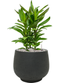 Pot rough couple noire