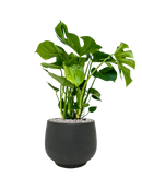 Pot rough couple noire