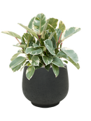 Pot rough couple noire