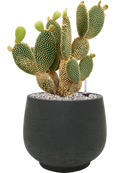 Pot rough couple noire