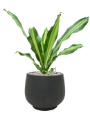 Pot rough couple noire